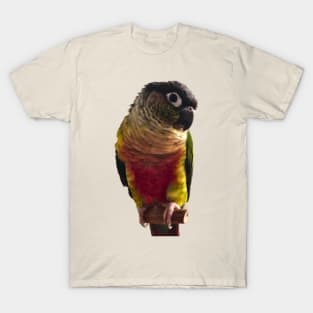 Green Cheek Conure Parrot Bird design, Love for birds T-Shirt